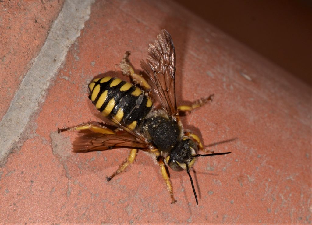 Apidae Megachilinae: Anthidium cfr. florentinum